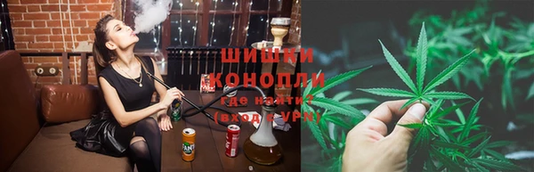 прущие грибы Новозыбков