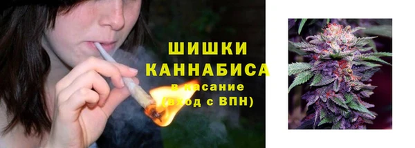 прущие грибы Новозыбков