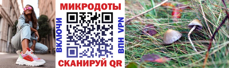 MEGA Райчихинск Псилоцибиновые грибы Cubensis